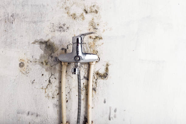 Best Toxic Mold Removal  in Greensburg, IN
