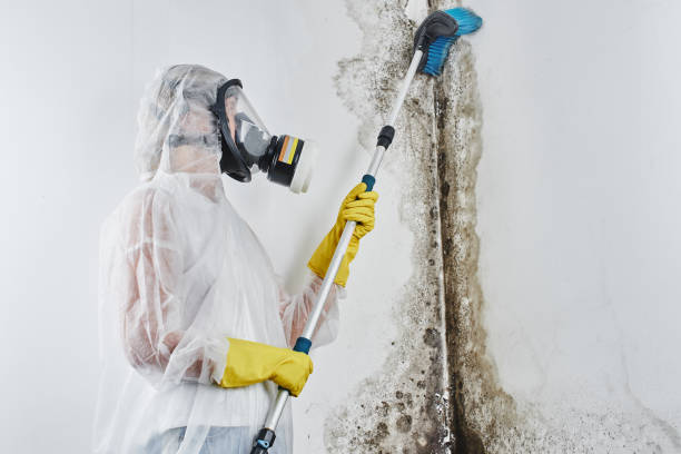 Best Attic Mold Removal  in Greensburg, IN