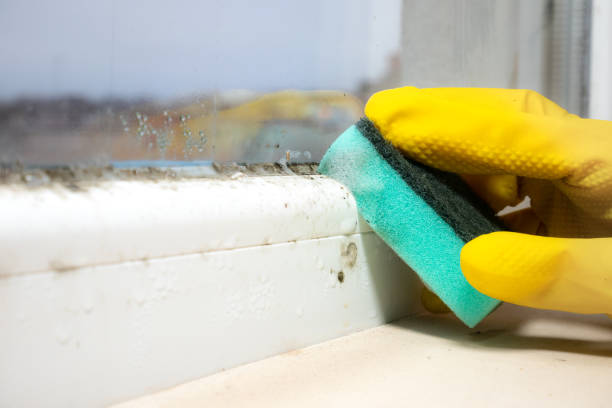 Best Emergency Mold Removal  in Greensburg, IN