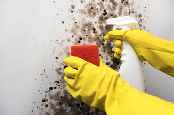 Best Residential Mold Removal  in Greensburg, IN
