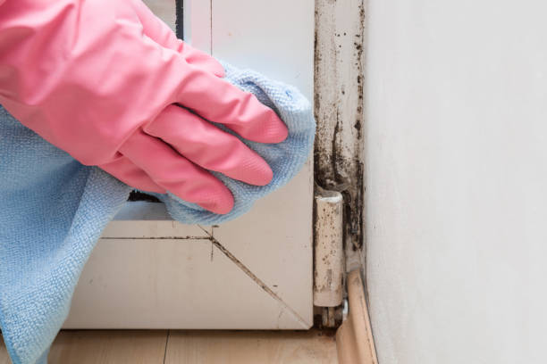 Professional Mold Removal in Greensburg, IN