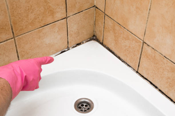 Best Certified Mold Removal  in Greensburg, IN